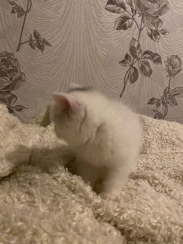 Pişiklər: Dişi, Ödənişli çatdırılma — 4