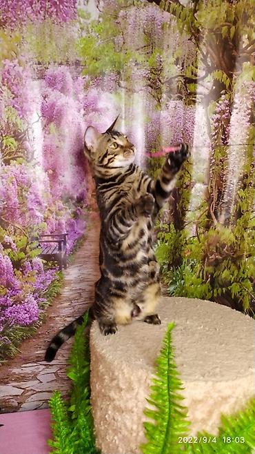 Продажа кошек: Красивейшие Бенгальские котята . разный возраст. Большой — 7