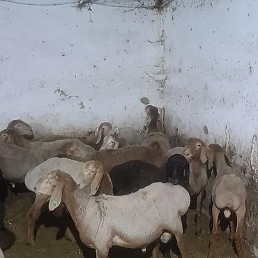 стригу баран: Продаю | Баран (самец) | Для разведения | Матка — 1