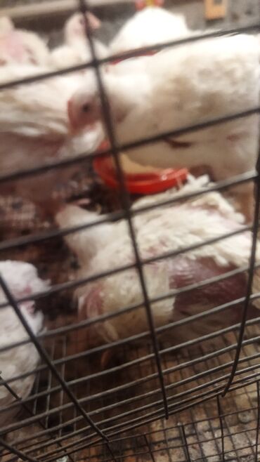 продажа цыплят в бишкеке: Броллер токтор сатылат 2.5кг ойдо 1кг 350сомдон Бишкекте