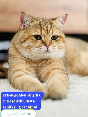 golden retriver it: Qızıl şinşilla, Erkək, Cütləşmə üçün, Ünvandan götürmə, Pulsuz çatdırılma