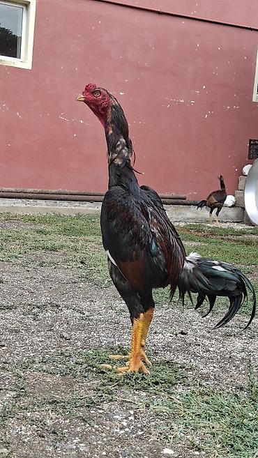1 azn pişik: Xoruz, il: 1, Ödənişli çatdırılma — 1