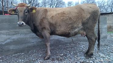 Коровы, быки: Продаю | Корова (самка) — 1