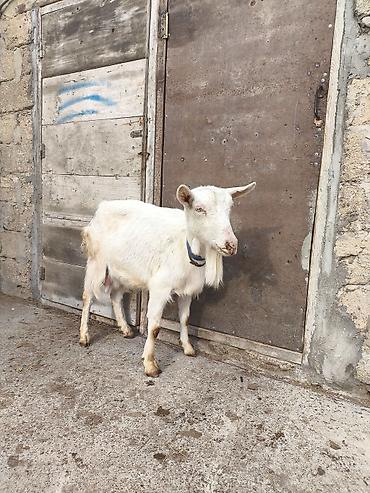 Keçilər, çəpişlər: Təmiz orginal 3 dənə Sani satılır ikisi balalıdı hərəsin bir balası — 7