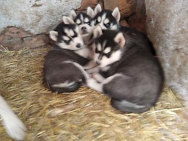 золотой ретривер щенок: Хаски, 2 месяца, Самка — 3