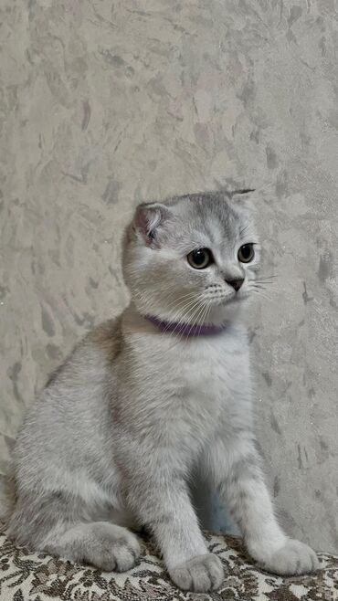 Pişiklər: Şotland yastı qulaq, Dişi, Yaxşı əllərə, Ödənişli çatdırılma — 30