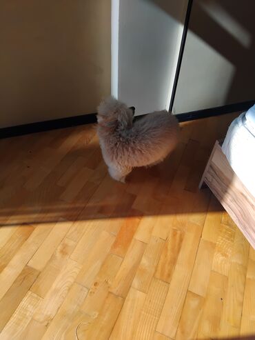 İtlər: Pudel — 11