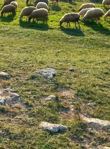 Коровы, быки: 12 bas qoyun quzu qarisiğ