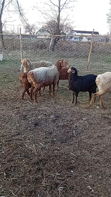 Баран, овца: Продаю | Баран (самец) | Арашан — 7