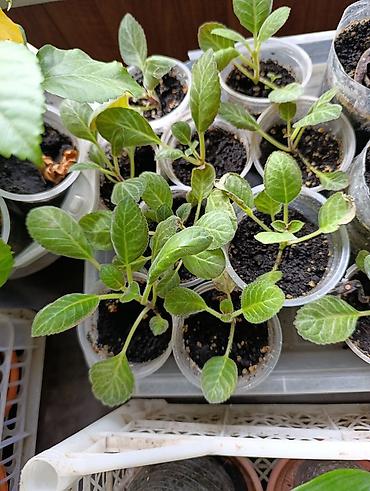 Фикусы: Комнатные растения — коллекция укоренённых саженцев и деток - Фикусы — 6