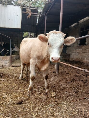 Inəklər, öküzlər: Danalar satılır damazlıq ve etlik unvan Bine qesebezi — 4