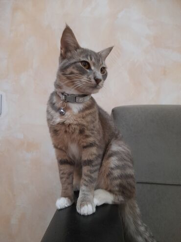 İtlər: Tabbi, Dişi, Yaxşı əllərə, Pulsuz çatdırılma