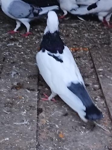 cins toyuqlarin satisi: Salam. Tam saglam heyvanlardı. Hamsi ucan quslardi. Cutderde var — 1