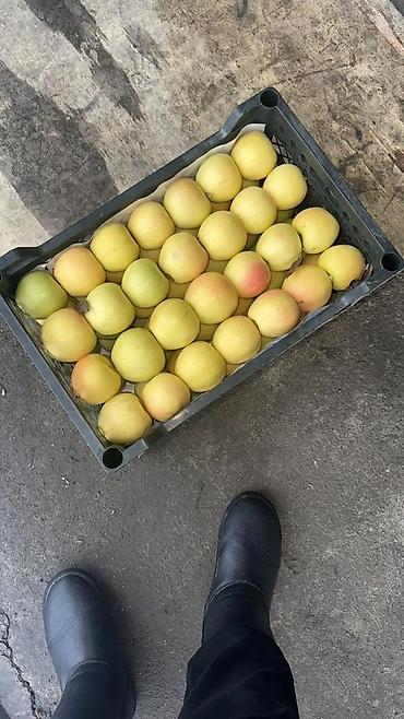 Ящики: Пластиковый Ящик — 15