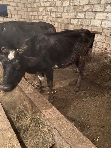 bmw 8 серия 840ci at: Dişi dana tovle malidi srednidi kokluyu çol uzu gormuyub 125 130 olar