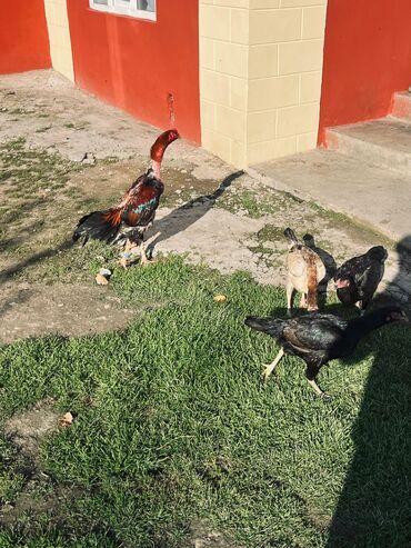 Yumurta: Heyratı yumurtaları satılır Sosyet cinsi fərələrdi — 4