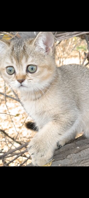 сколько стоит дворняга: Скотиш Страйт (Шотландиялык тик кулактуу), 2 айлык, Ургаачы, Алтын шиншилла, Лотокко барууга үйрөтүлгөн, Курттардан тазаланган