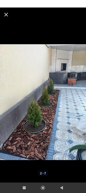 Газон: Сеем газон, Поссев газон, Газон себебиз 🌱 под ключ 🏡по городу бишкек — 5