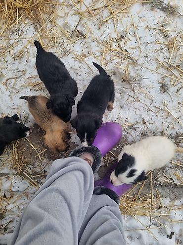 Продажа собак: Малыши ищут дом, и заботливых хозяев кушают сами, кушают все — 10