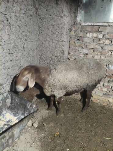 Бараны, овцы: Продаю | Овца (самка) | Для разведения | Матка — 10
