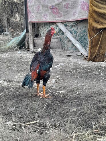 купить породистую собаку: Продаю | Петух | Бойцовая | Для разведения