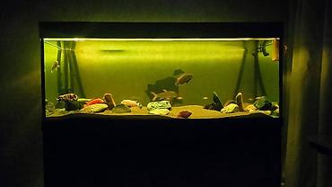 Akvariumlar: Akvarium-şkaf, Balıqlarla birlikdə, 500 l — 9