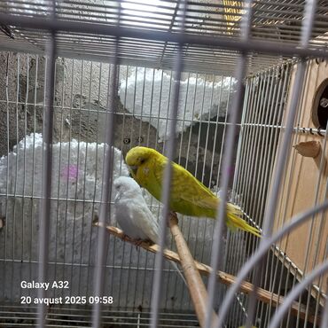 той пудель цена: Çexler satlir iribsaglam quslardir her defe 5+6 yumurta bala verirler