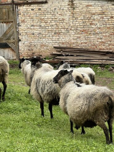 гиссарская порода овец цена: Продаю Романовские бараны очень хорошие племенные