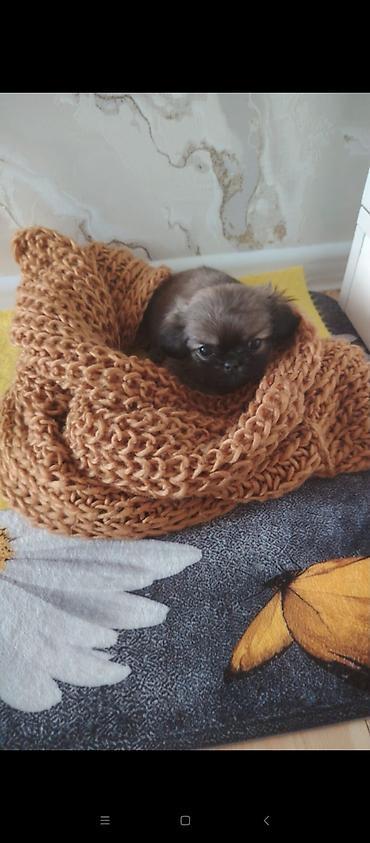 bakida pitbul satishi: Pekines, 2 ay, Erkək, Peyvəndli — 1