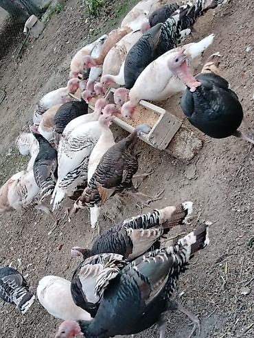 damazlıq heyvanların satışı: Erkək, Damazlıq, Ünvandan götürmə, Ödənişli çatdırılma — 4
