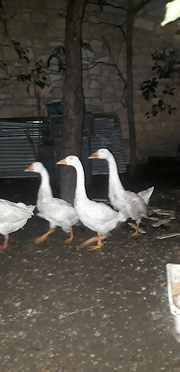 quslar: Ruset qazları satılır. - Yaş: 4 aylıq - Növ: Rusiya (Ruset) qazları - — 2