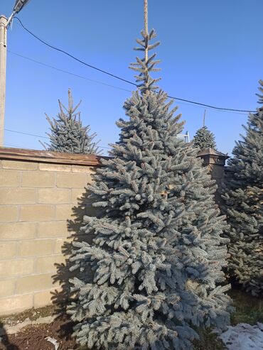 Декоративные деревья: Саженцы деревьев: Ели — 11