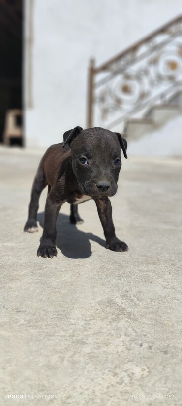 pitbullar: Питбуль, 2 месяца