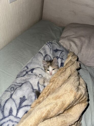 аквариумный нагреватель: Кошка даром: Беспородная, 2 месяца, Девочка, Приучена к лотку