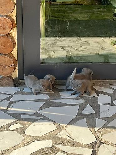 Продажа кошек: Шотландские вислоухие котята (Scottish Fold), голубой окрас. Отдадим — 1