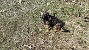 Отдам даром собаку: Собака даром: 3 месяца, Самка — 9