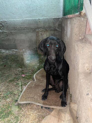 продажа щенков немецкой овчарки в бишкеке с документами: Курцхаар, 1 жаш, Эркек, Эмделген