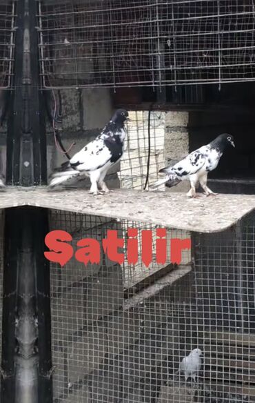 it satisi tap az: Salam satilir bala veren heyvanlardi saglam