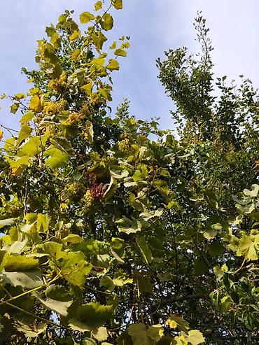 quba torpag: 3 sot, Tikinti, Mülkiyyətçi, Bələdiyyə — 2