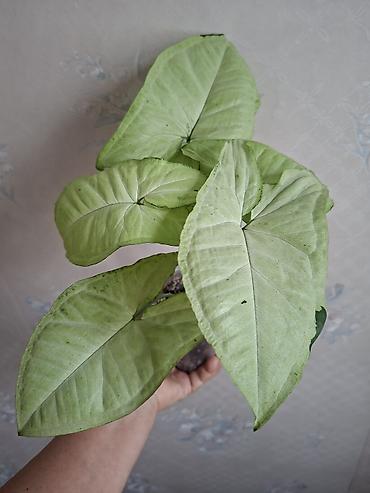 Сингониумы: Коллекция комнатных растений — подборка декоративно-лиственных — 46