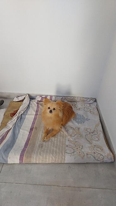 Şpitz, 10 ay, Erkək, Sənədli, Ünvandan götürmə