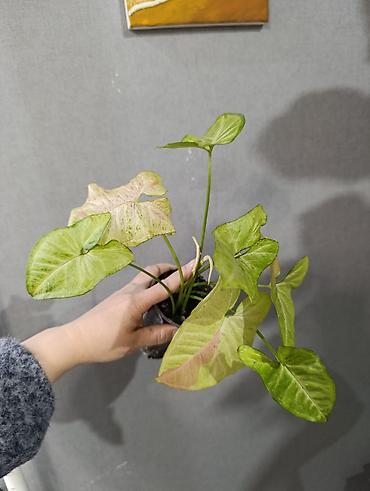 Сингониумы: Распродажа сортовых и редких комнатных растений, цены и названия — 19