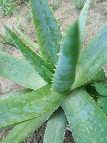 saviz kremi faydaları: Aloe vera Gülü faydalı dərman bitkisidir