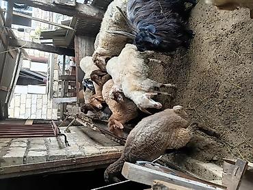 simental buzov satisi: Qurbanlıq və damazlıq üçün qoyun-keçi sürüsü - Növ: yerli qoyunlar və — 4