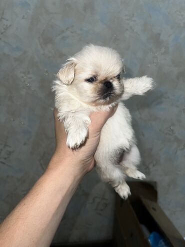 pekines itlerinin satisi: Pekines, 1 ay, Dişi, Ünvandan götürmə