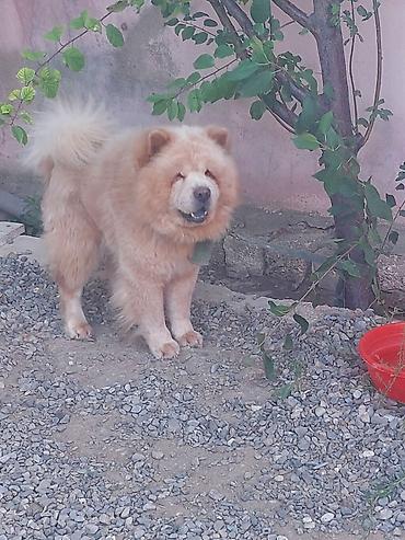 it toy pudel: Çau-Çau, 1 il, Erkək, Peyvəndli — 2