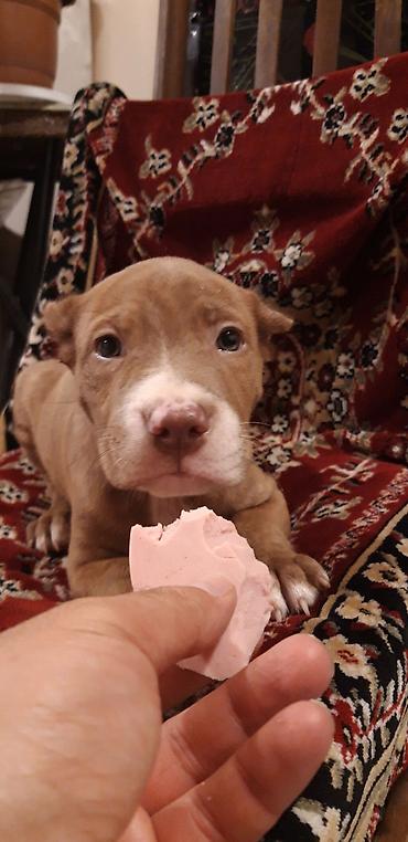 İtlər: Pitbul — 1