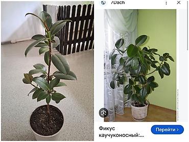 цветы алоказия: Алоказия «Калукулида» (Alocasia cucullata) – декоративно-лиственное — 2