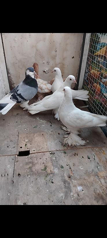 tap az alabay: 5 ededi dekarativ goyercin 5 ededi 40 manat — 1