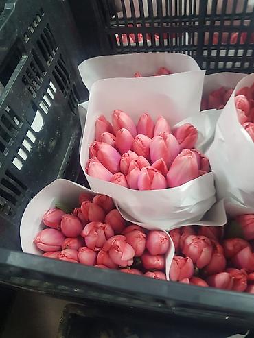 Букеты из живых цветов: Тюльпаны с луковицей — ассортименты цветов и сортов оптом на 8 - марта — 20